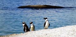 Other places to stay in South Africa Other places to stay in South Africa