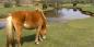 New Forest Ponies South_East_England_55259_98KB_020310