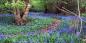 Bluebell Woods (© Chris Shaw) South_East_England_55267_99KB_020310