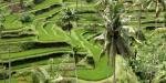Indonesia_55293_70KB_030310