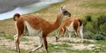 Guanaco EcoCamp, Chile, Guanaco