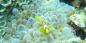 Red_Sea__Sinai_57355_83KB_290410