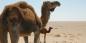 Siwa__Desert_57614_87KB_060510