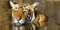 (© Koshy Koshy) Ranthambhore_NP_61160_86KB_300710