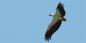 White-bellied Sea Eagle, Wilpattu (© Thimindu Goonatillake) Wilpattu__Northwest_68598_49KB_151210