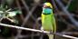 Green Bee-eater, Wilpattu (© Thimindu Goonatillake) Wilpattu__Northwest_68599_93KB_151210