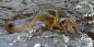 North_West_Cape_71259_92KB_110211