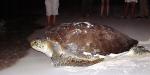 Turtles Villa las Estrellas, Mexico, Turtles