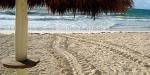 Turtle tracks Villa las Estrellas, Mexico, Turtle tracks