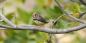 Zebra Finch The_Kimberleys_72305_98KB_250211