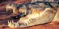 Salt-water Crocodile The_Kimberleys_72307_99KB_250211