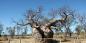 Boab Tree, Derby © Nachoman-au The_Kimberleys_72312_98KB_250211