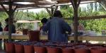 Blueberry picking Hotel Casa de Campo, Chile, Blueberry picking