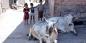 Jodhpur_73933_78KB_070411