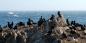 Brandt's Cormorant Big_Sur_and_Central_Coast_75149_99KB_090511