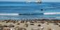 Elephant Seal Nursery Big_Sur_and_Central_Coast_75153_99KB_090511