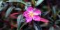 Bokor National Park © Frank Xavier Kep__Coast_75335_99KB_110511