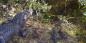 Alligator © Catholic 85 Florida_76103_99KB_250511