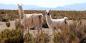 La Puna Salta__Northwest_76377_233KB_010611