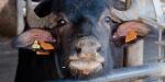 Il Cannito, Italy, Buffalo Farm