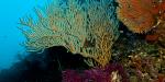 Lanta Pole Houses, Thailand, Diving &copy; Ilse_Reijs