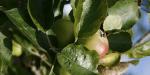 The Swan Wedmore, United Kingdom, Local cider apples