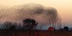 The Swan Wedmore, United Kingdom, Starling murmuration