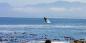 Southern right whale Hermanus__Overberg_91004_139KB_110412