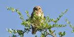 Burrowing Owl Finca Valentina, Argentina, Burrowing Owl