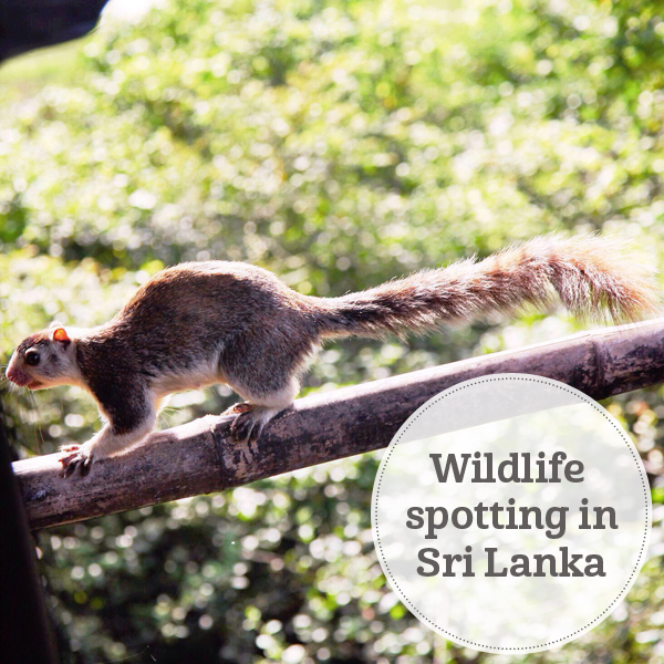The i-escape blog / Wildlife spotting in Sri Lanka