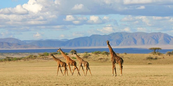 i-escape: Tanzania Safari