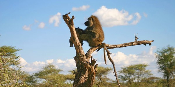 i-escape: Tanzania Safari