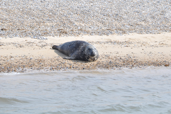i-escape: Norfolk seal-watching boat trip