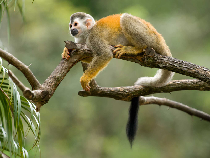 i-escape blog / Costa Rica monkey