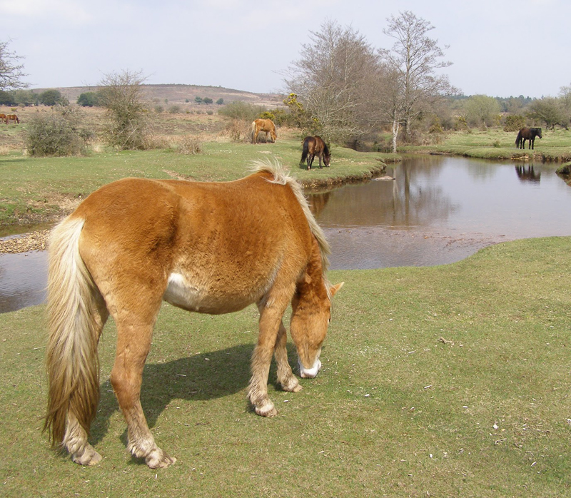 i-escape blog / New Forest ponies