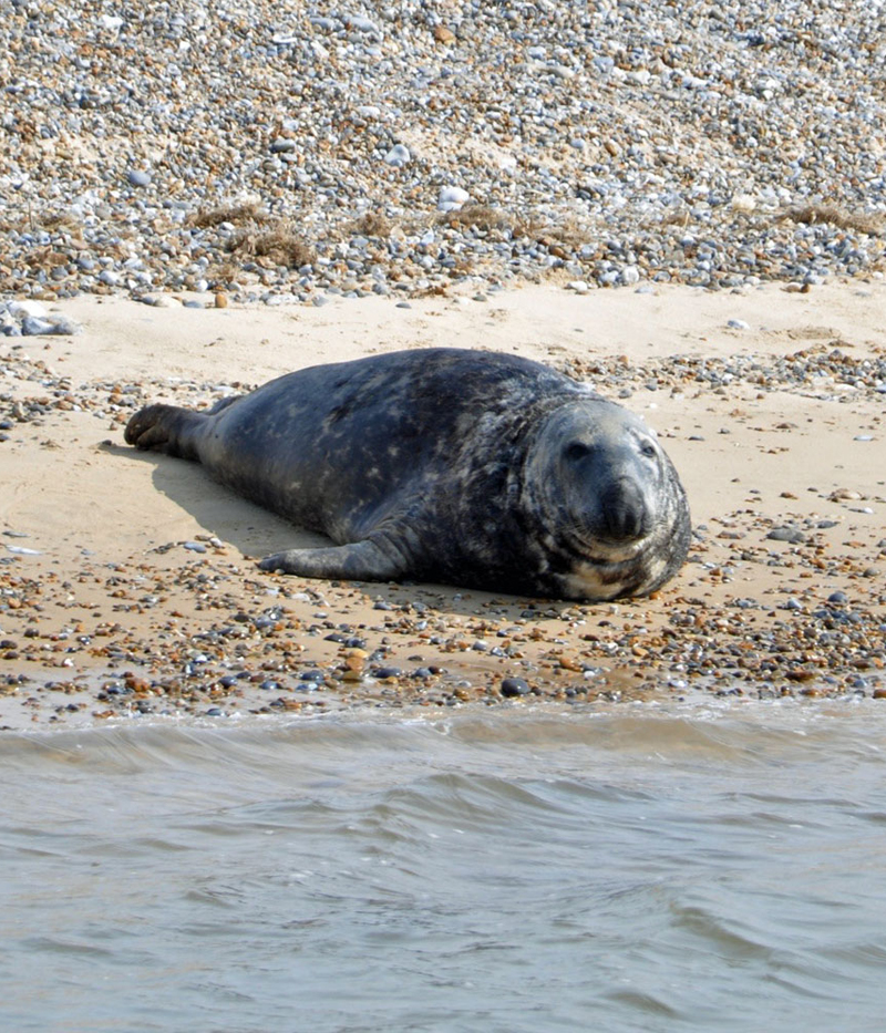 i-escape blog / Norfolk seal