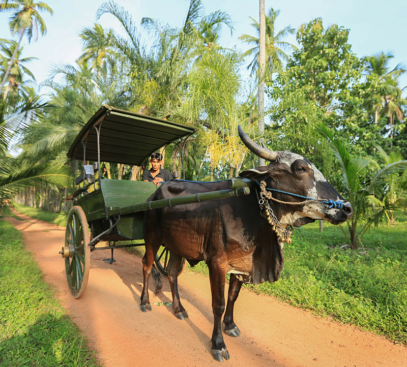 i-escape blog / i-escape’s year in travel / Sri Lanka