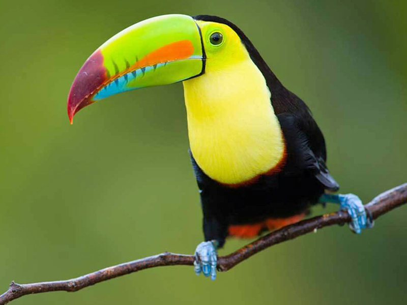 i-escape blog / Tailor-made Tours Costa Rica / toucan