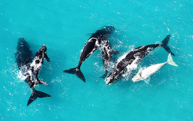 i-escape blog / Tailor-made Tours South Africa / Whale-watching