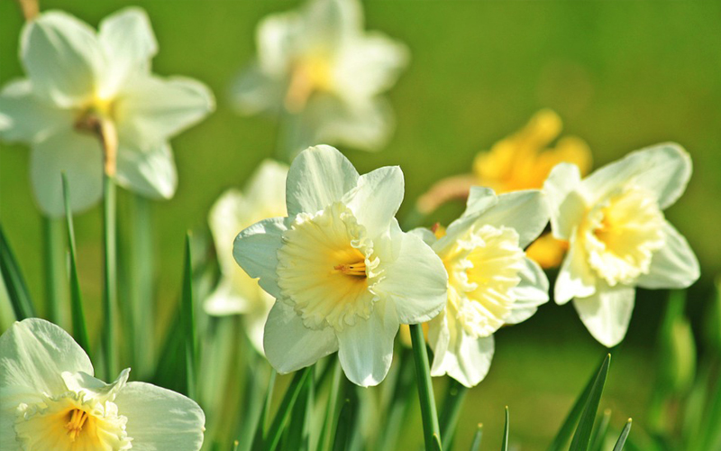 the i-escape blog / 5 of our favourite springtime getaways / mells daffodils