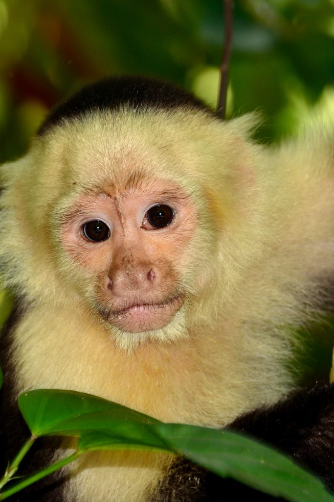 The i-escape blog / 6 lodges with wildlife on your doorstep / Monkey at Lapa Rios Ecolodge Costa Rica