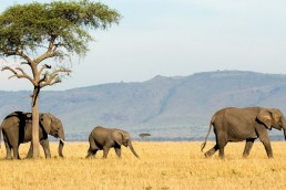 the i-escape blog / Planning an African Safari Honeymoon: 5 wildly romantic destinations