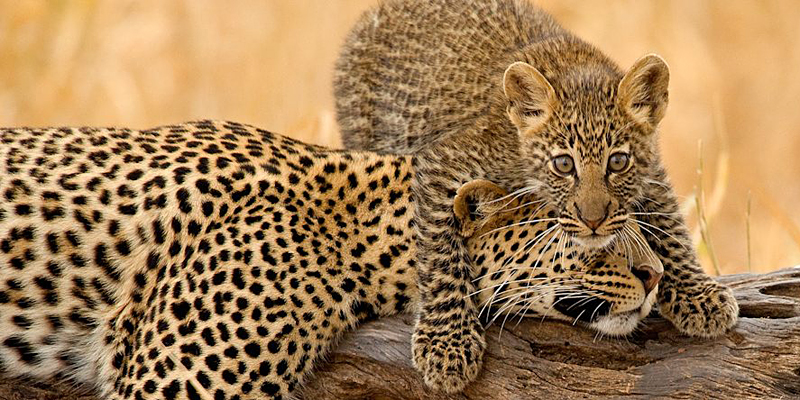 The i-escape blog / 6 lodges with wildlife on your doorstep / Leopards in Tarangire National Park
