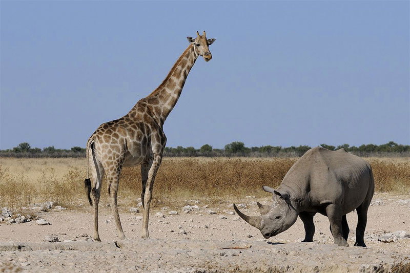 the i-escape blog / the i-escape blog / Africa safari honeymoons: 5 romantic places Harry and Meghan should go / Giraffe and rhino
