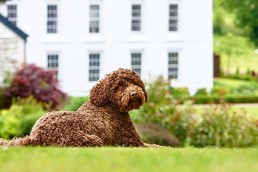 12 best dog-friendly UK hotels loved by dog owners