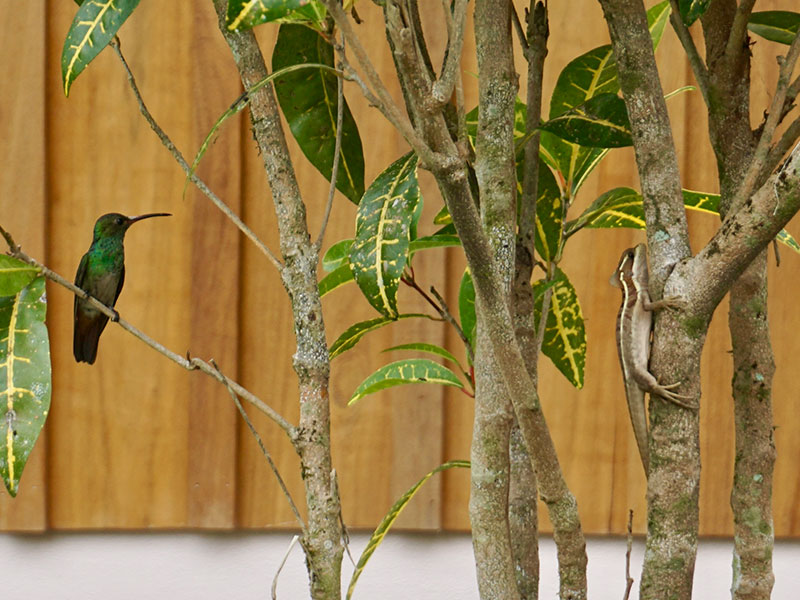 i-escape blog / Just Back From Costa Rica / Hummingbird and Basilisk Lizard at Luna Nueva Lodge