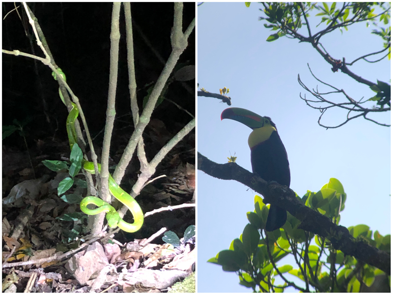 i-escape blog / Just Back From Costa Rica / Monteverde wildlife