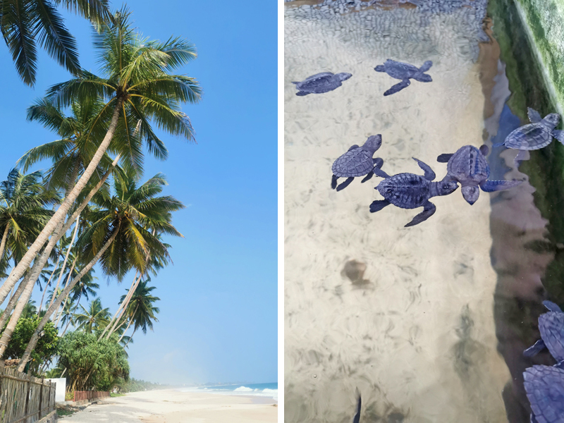 the i-escape blog / Just back from Sri Lanka / Turtle Beach House