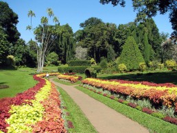 the i-escape blog / A honeymoon tour of Sri Lanka and the Maldives / Kandy Botanial Gardens